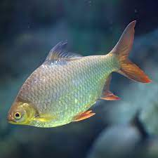 Tinfoil Barb - Image 2