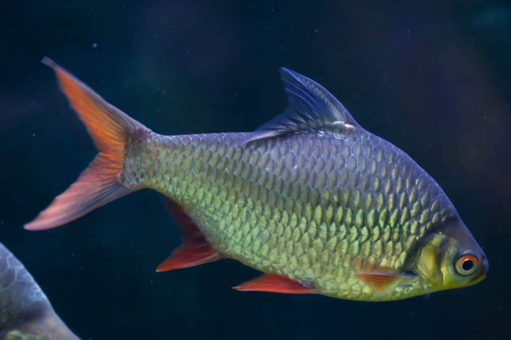 Tinfoil Barb - Image 4